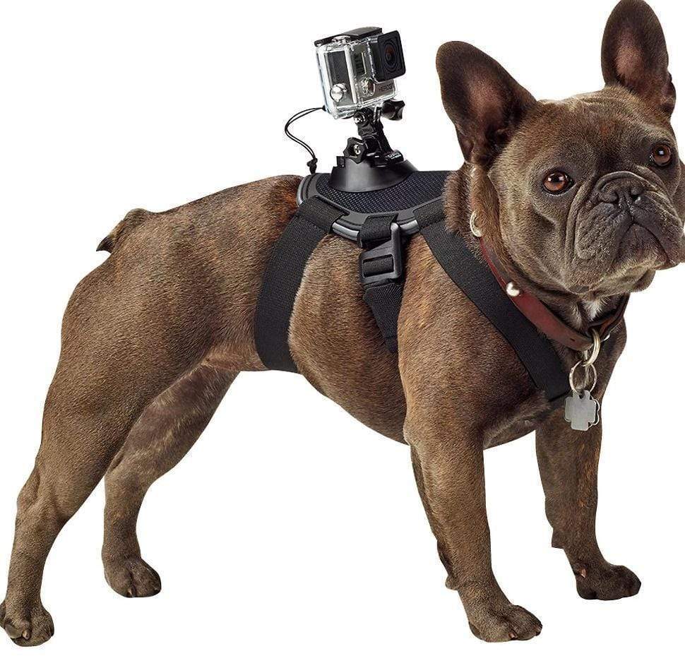 Pet dog 