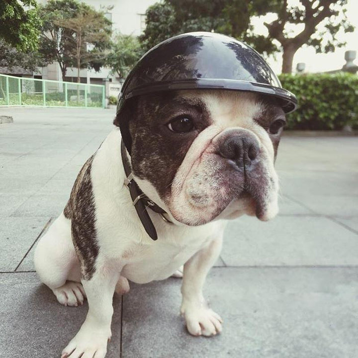 Pet toy helmet