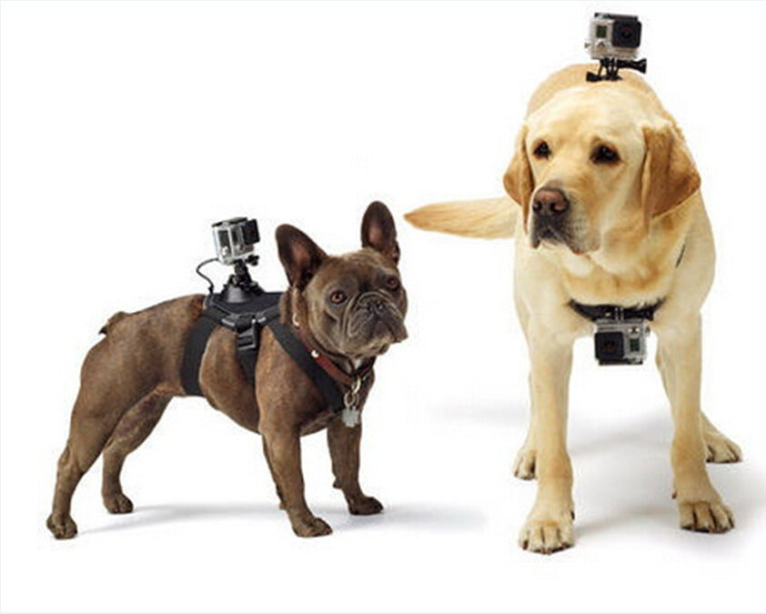 Pet dog 