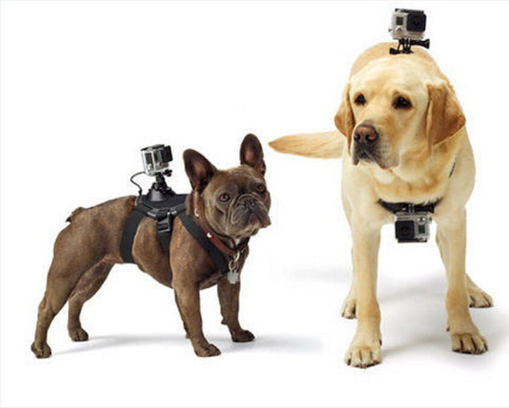 Pet dog 