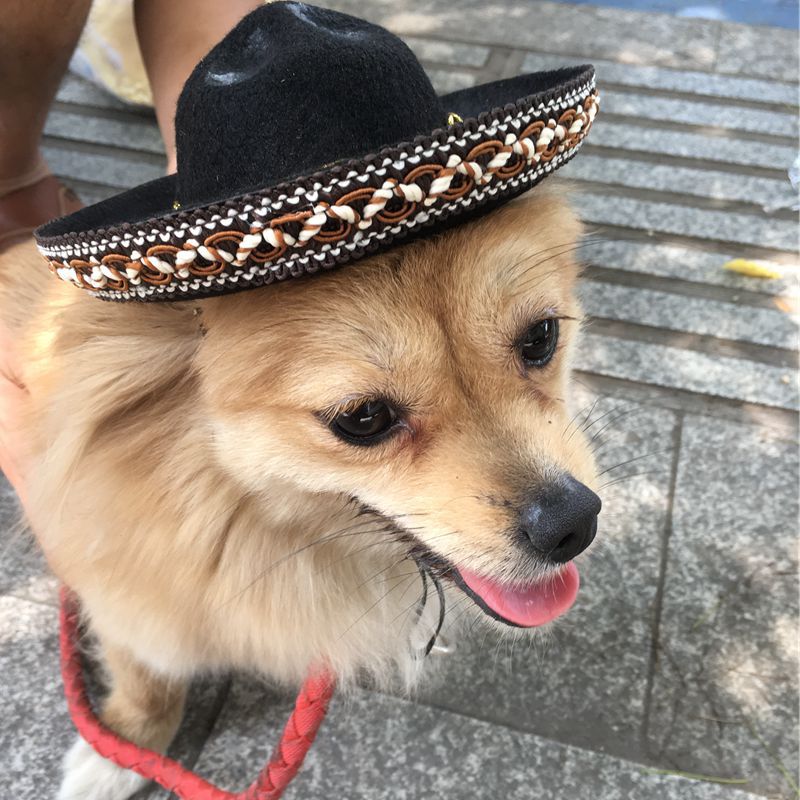 Let’s Dance Pet Hat