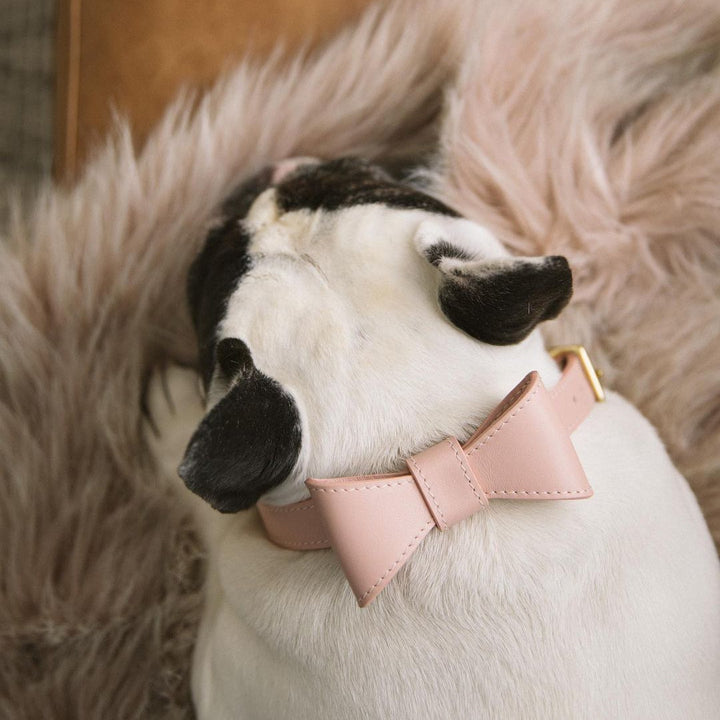 Aww So Cute Dog Bow Collar & Leash Set