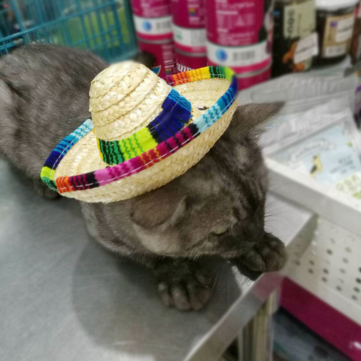 Pet Straw Sun Hat