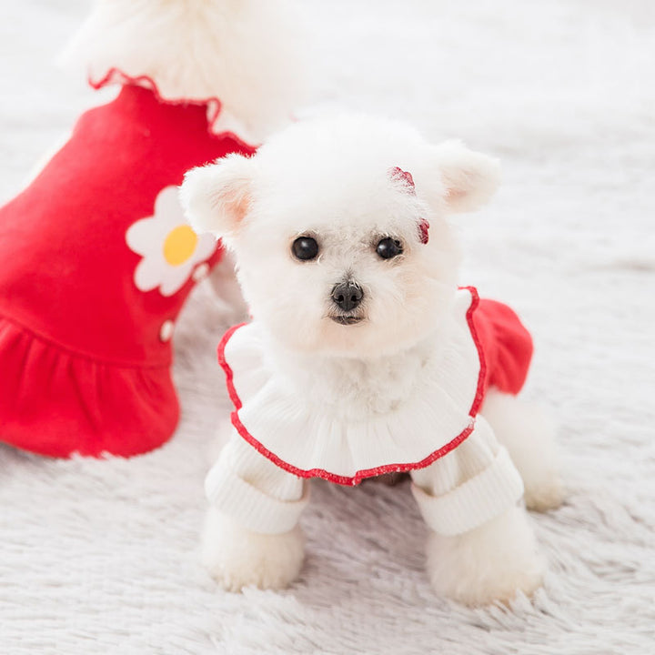 Skirt pet clothes