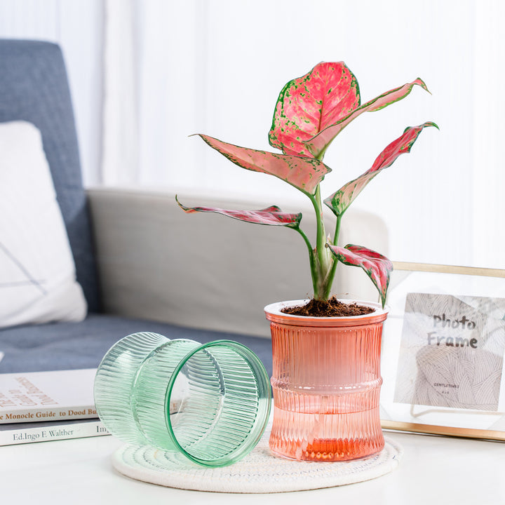 Self Absorbent Transparent Soil Cultivation In Small Pots