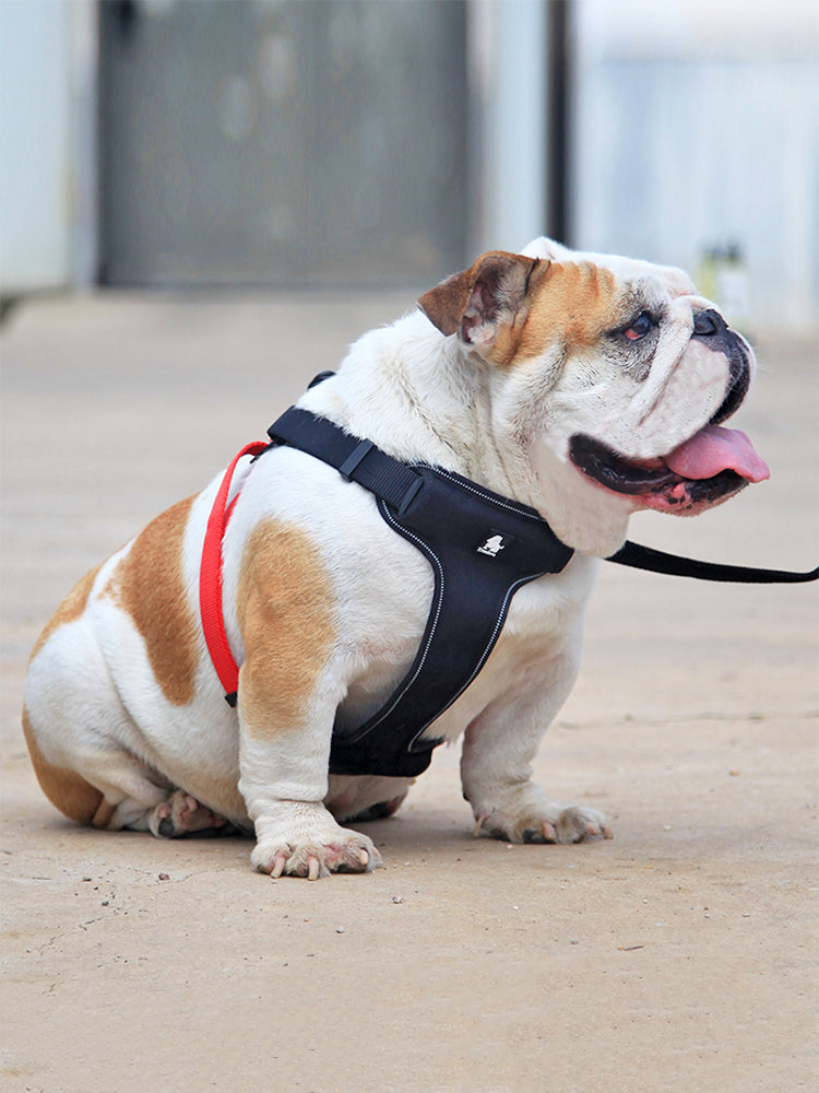 Dog leash collar walking dog leash