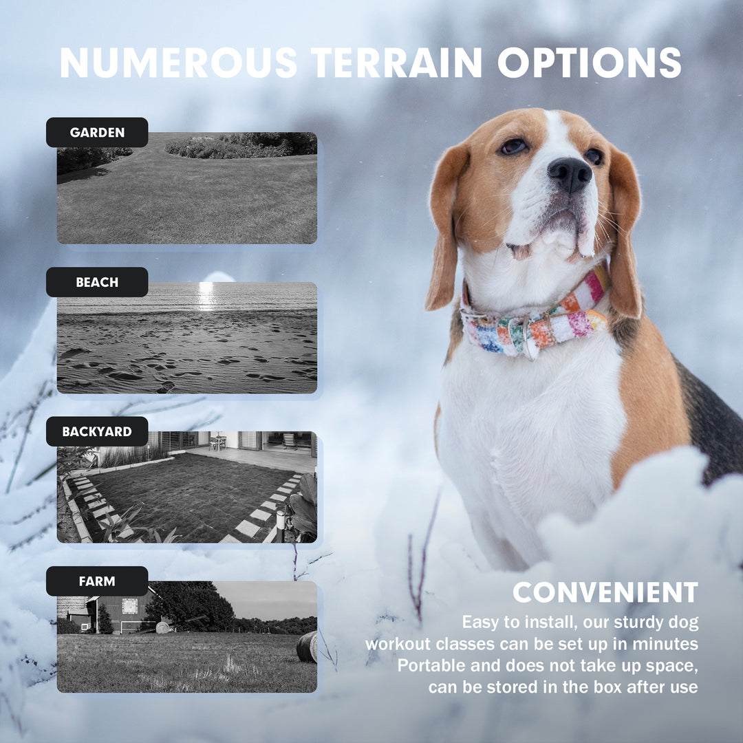 Pet Chase Toys Home Training Supplies