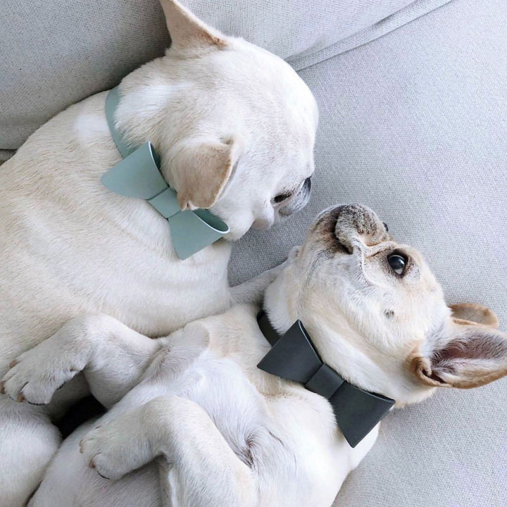 Aww So Cute Dog Bow Collar & Leash Set
